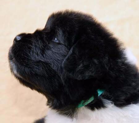 De l'etoile de cyrice - Terre-neuve - Portée née le 04/07/2017